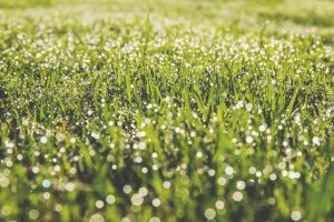WPL Diamond - Image of green grass