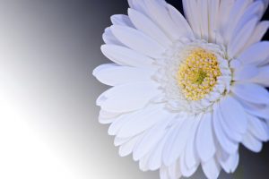 WPL Diamond - Image of Gerbera flower blossom